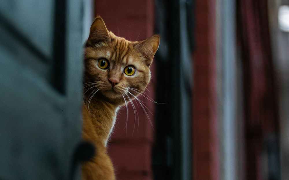 Best of the Journals in Rhetoric and Composition 2022