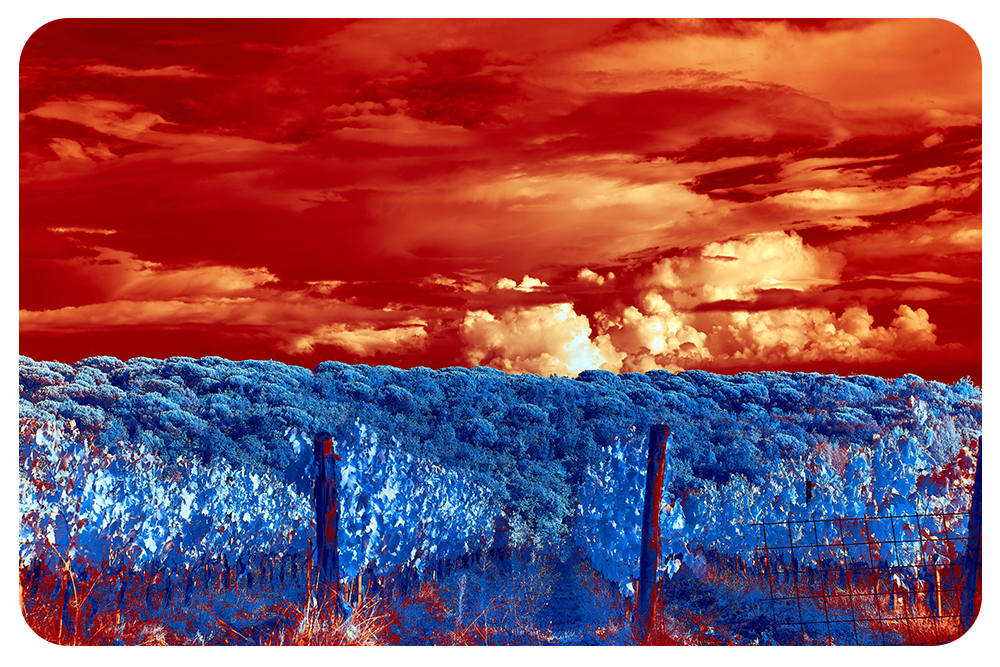 Announcing the 2023 Free Verse Editions