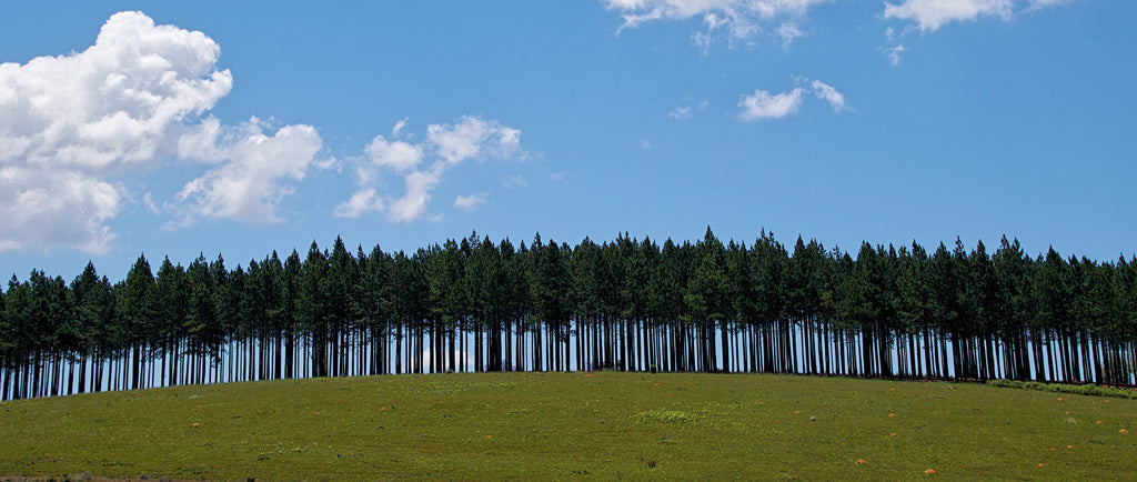 Announcing the 2020 Free Verse Editions