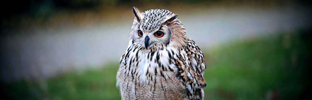 Lenses on Composition Studies